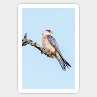 Red-footed falcon, Falco vespertinus Sticker